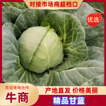 甘蓝铁头甘蓝河北甘蓝产地直发品质保障对接市场