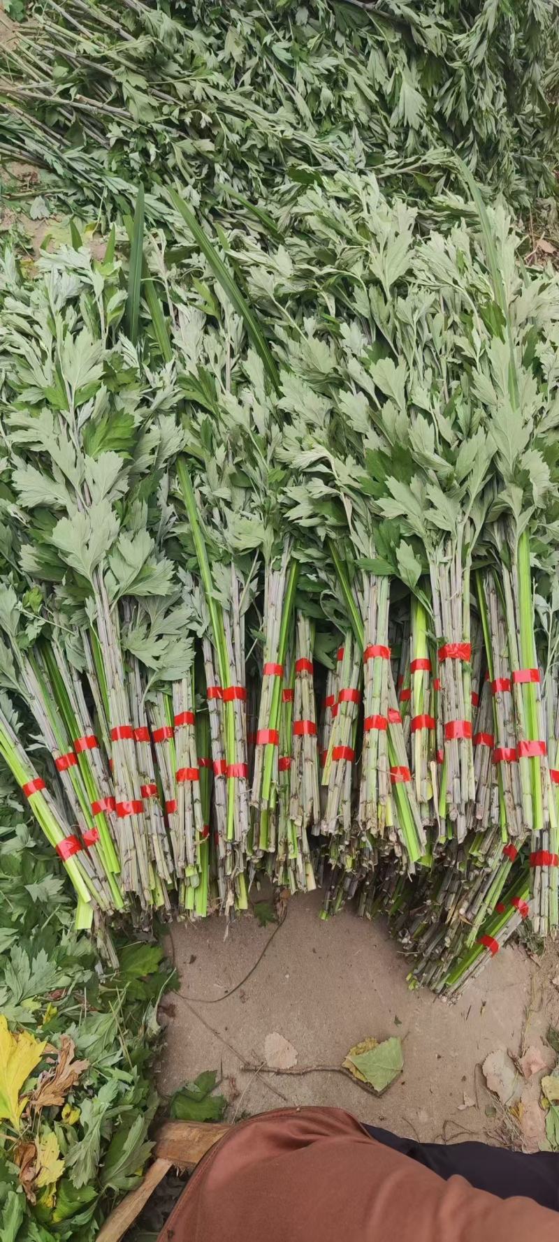 端午节艾草一手货源鲜货直发全国发货量大价优
