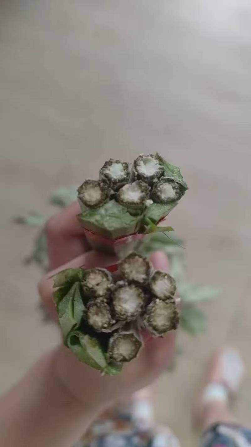 端午节艾草一手货源鲜货直发全国发货量大价优