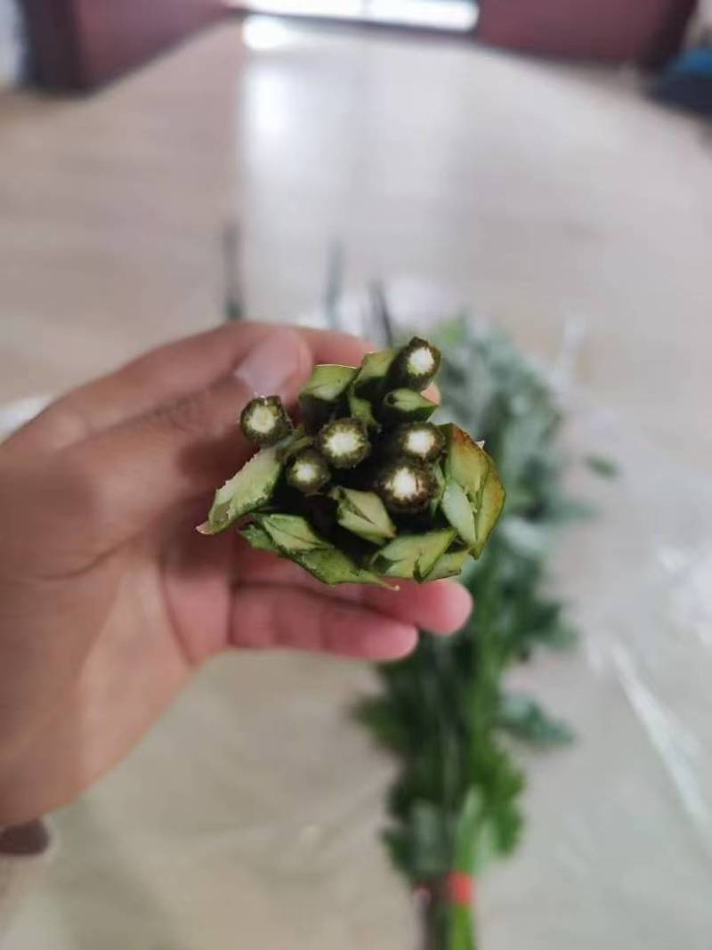 端午节艾草一手货源鲜货直发全国发货量大价优