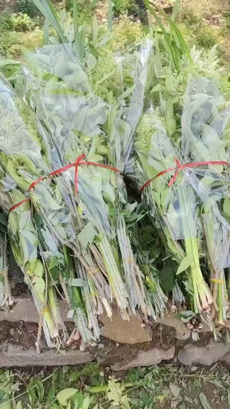 端午节艾草一手货源鲜货直发全国发货量大价优