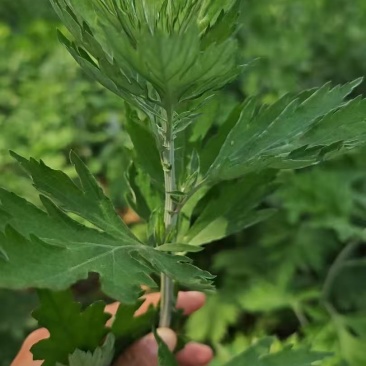 端午节艾草一手货源鲜货直发全国发货量大价优
