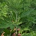 端午节艾草一手货源鲜货直发全国发货量大价优