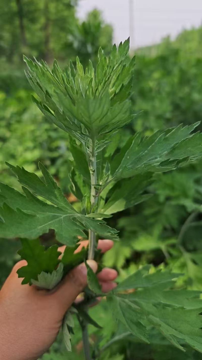 端午节艾草一手货源鲜货直发全国发货量大价优