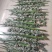 端午节艾草一手货源鲜货直发全国发货量大价优