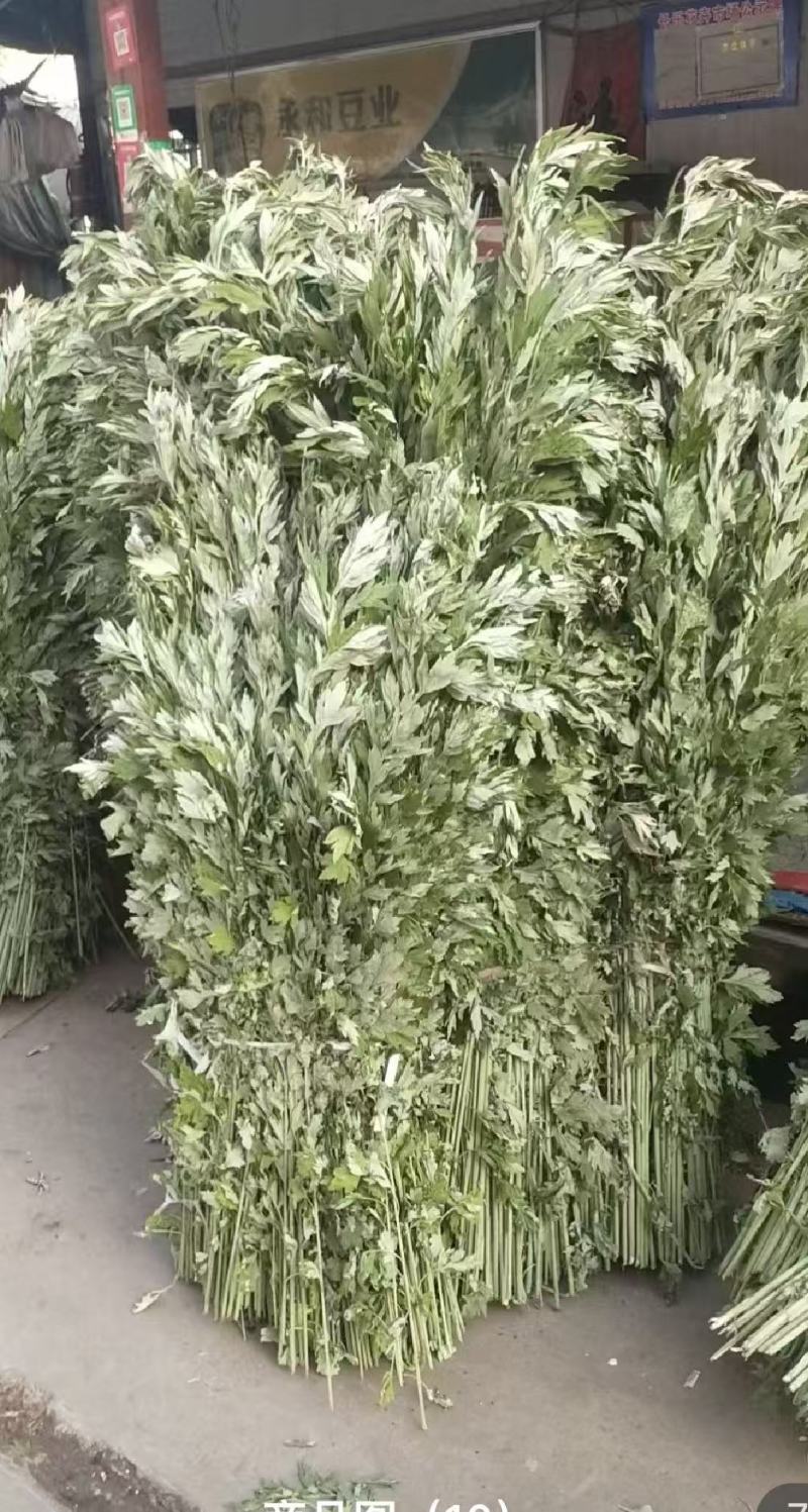 端午节艾草一手货源鲜货直发全国发货量大价优