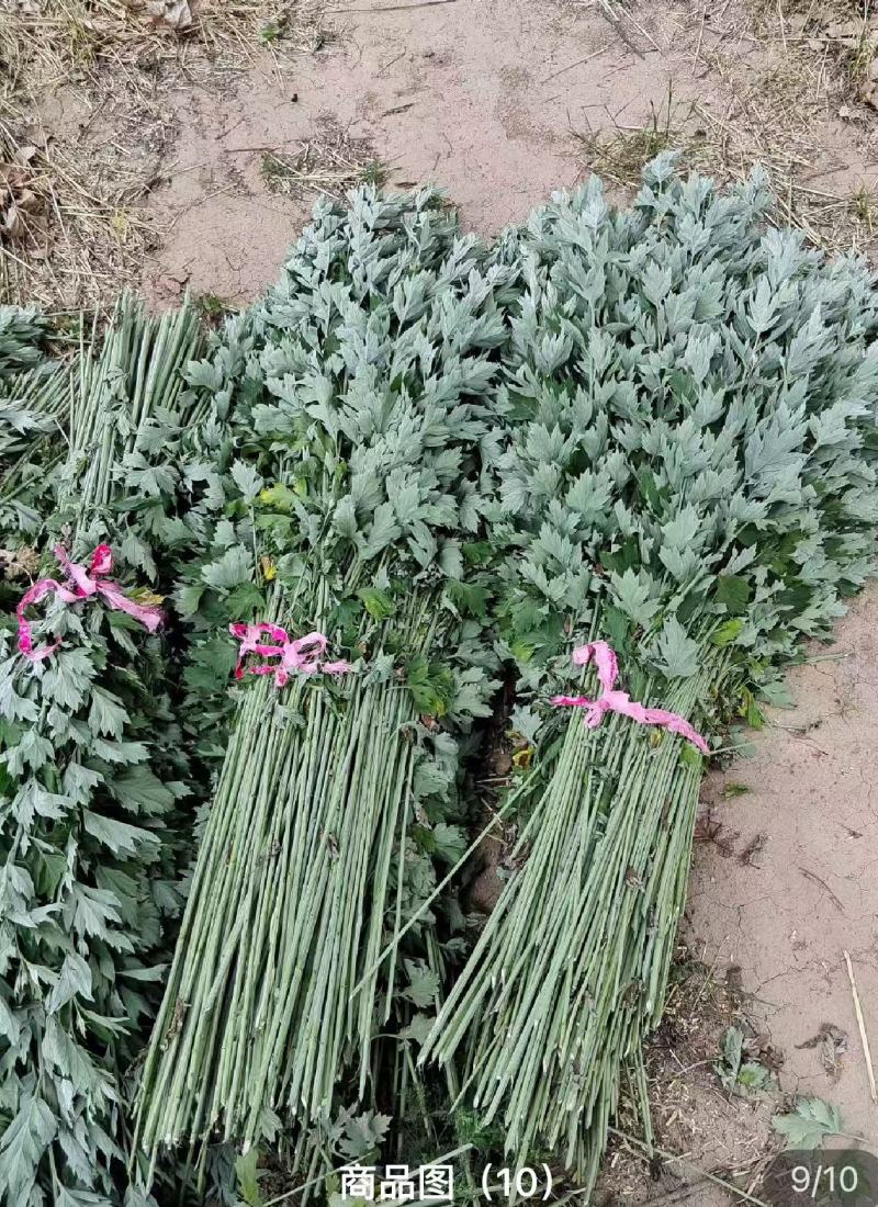 端午节艾草一手货源鲜货直发全国发货量大价优
