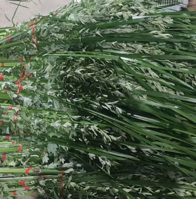 端午节艾草一手货源鲜货直发全国发货量大价优