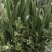 端午节艾草一手货源鲜货直发全国发货量大价优
