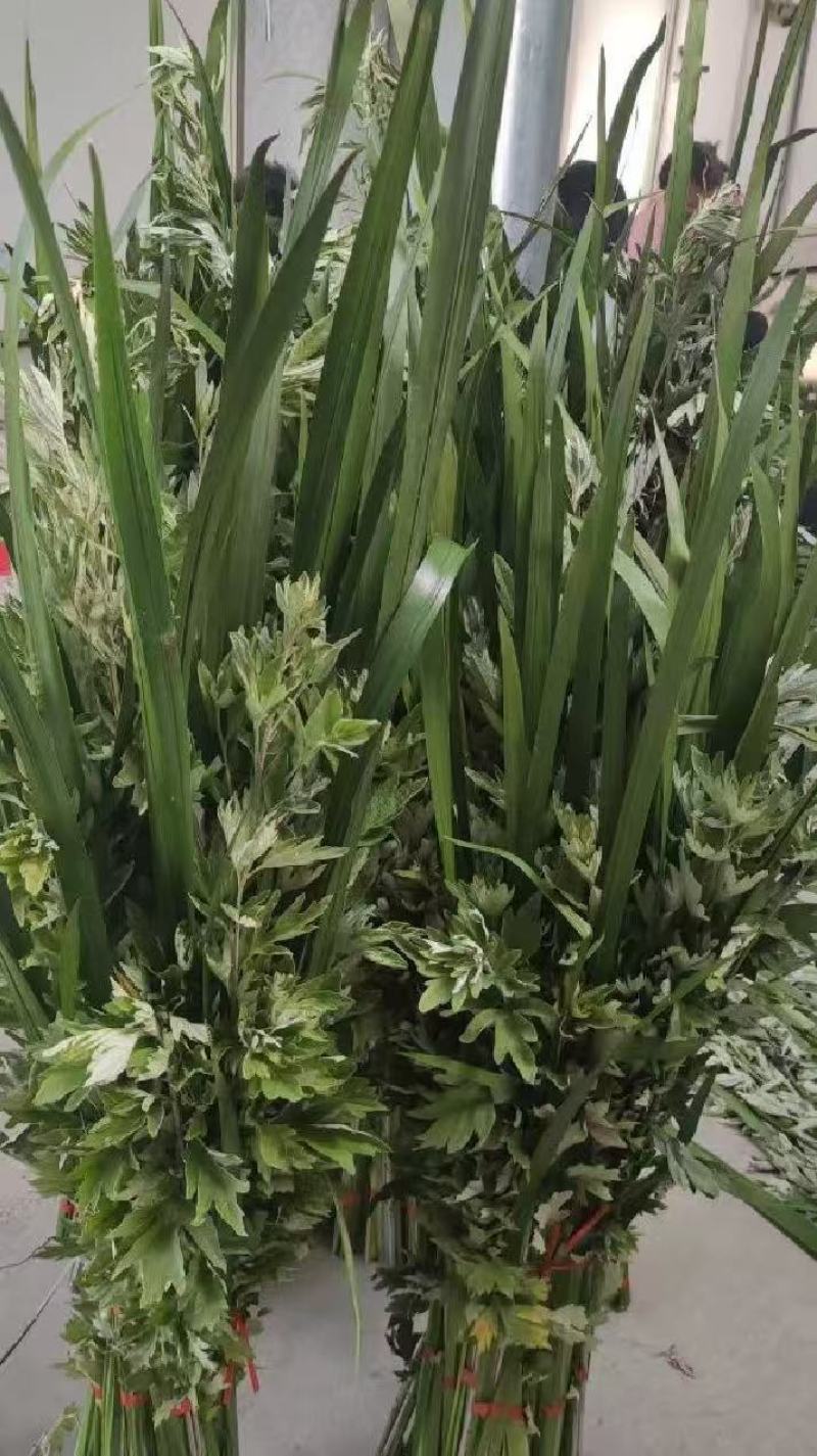 端午节艾草一手货源鲜货直发全国发货量大价优