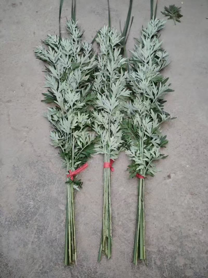 端午节艾草一手货源鲜货直发全国发货量大价优