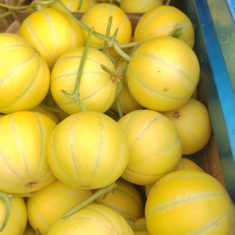 大黄冰糖蜜甜瓜产地大量上市中货源充足品种齐全品质保障
