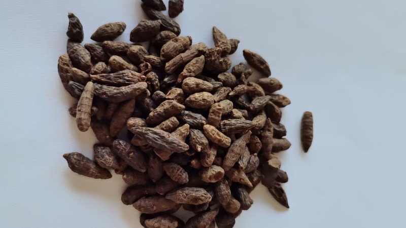 《精品》香附大量有货精选药材品质保证可视频看货