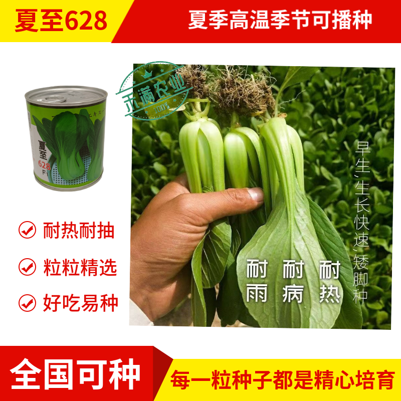 夏至628青梗菜种子耐高温速生30天采收夏季可播基