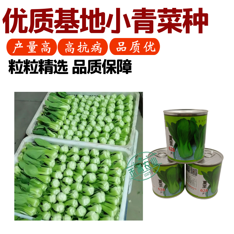 夏至628青梗菜种子耐高温速生30天采收夏季可播基