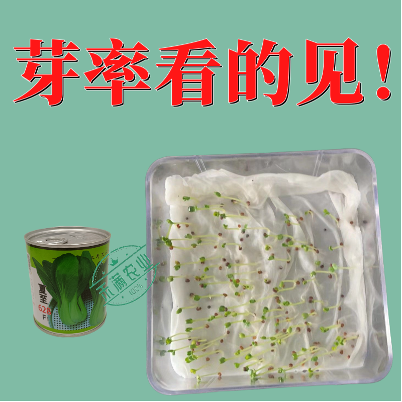 夏至628青梗菜种子耐高温速生30天采收夏季可播基