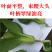 夏至628青梗菜种子耐高温速生30天采收夏季可播基