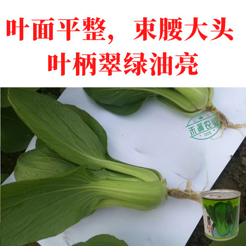 夏至628青梗菜种子耐高温速生30天采收夏季可播基