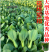 夏至628青梗菜种子耐高温速生30天采收夏季可播基