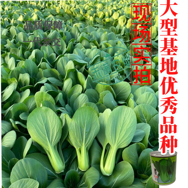 夏至628青梗菜种子耐高温速生30天采收夏季可播基
