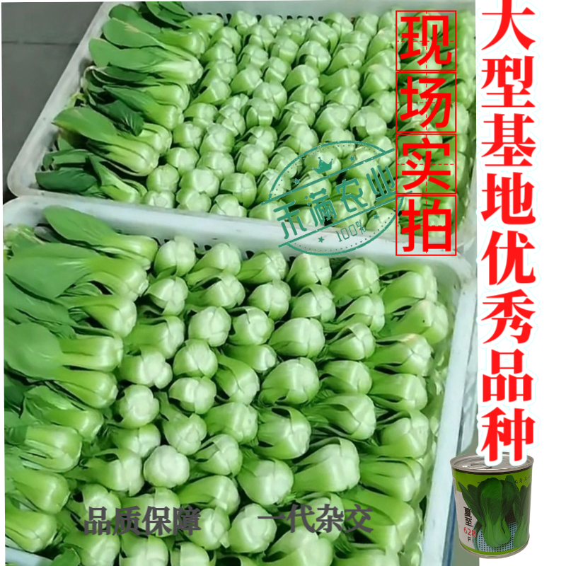 夏至628青梗菜种子耐高温速生30天采收夏季可播基