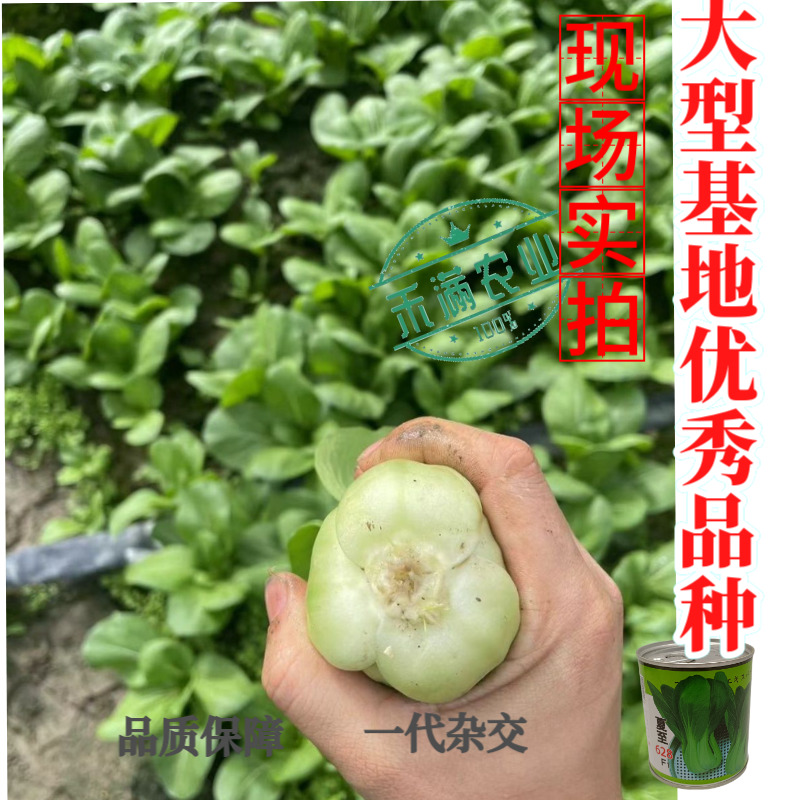 夏至628青梗菜种子耐高温速生30天采收夏季可播基