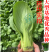 夏至628青梗菜种子耐高温速生30天采收夏季可播基