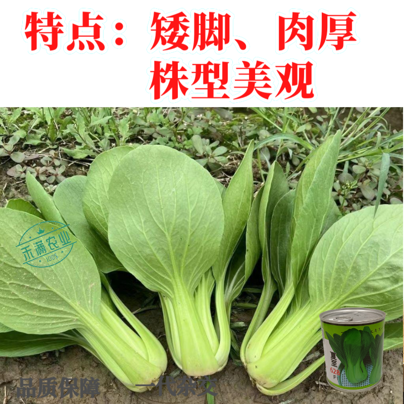 夏至628青梗菜种子耐高温速生30天采收夏季可播基