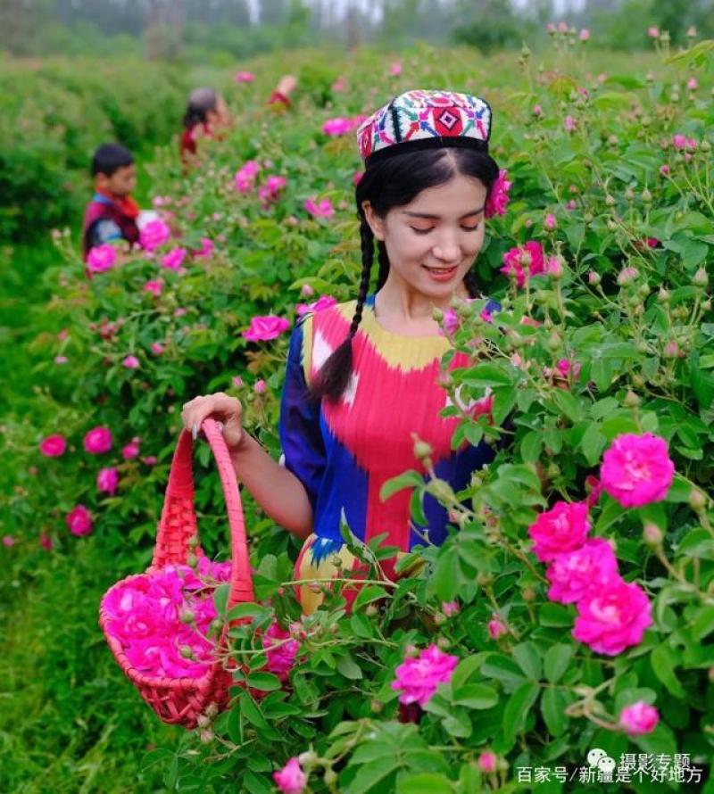 和田玫瑰花蕾