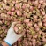 大蒜紫皮蒜产地直销量大质优价格优惠欢迎各大老板采购