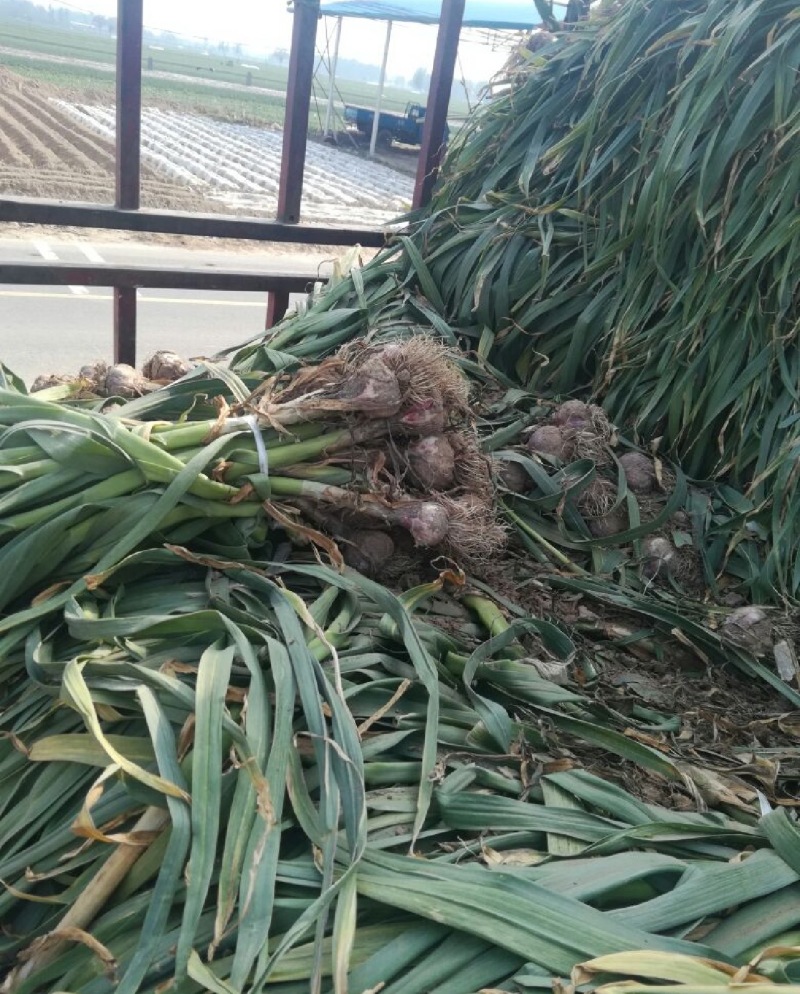 大蒜紫皮蒜产地直销量大质优价格优惠欢迎各大老板采购