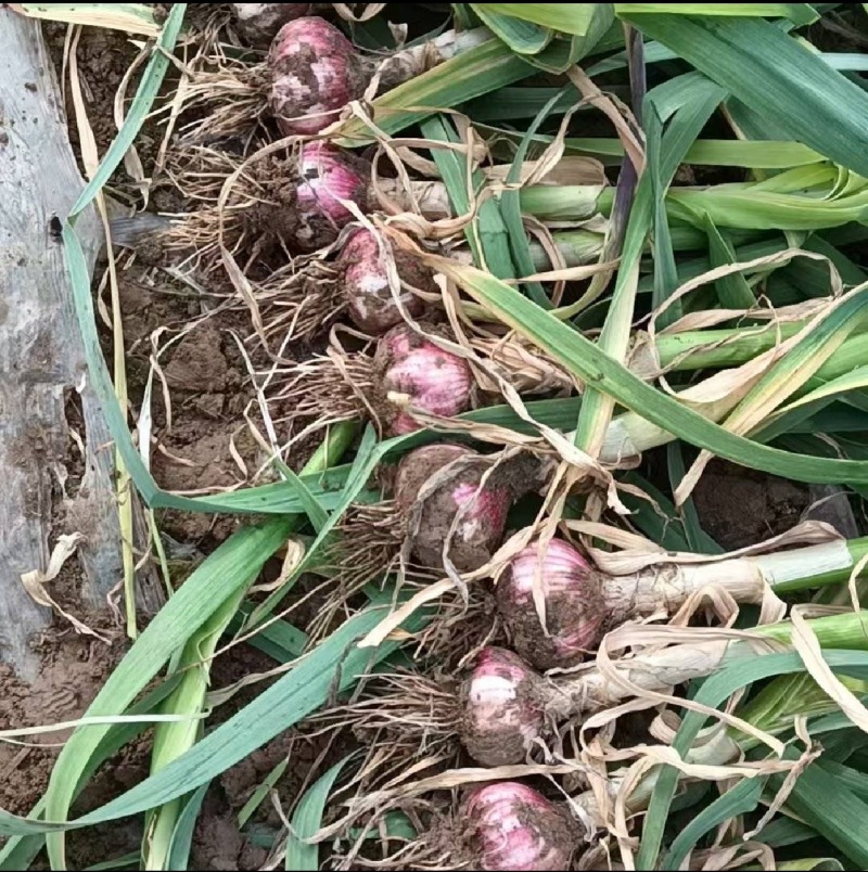 大蒜紫皮蒜产地直销量大质优价格优惠欢迎各大老板采购