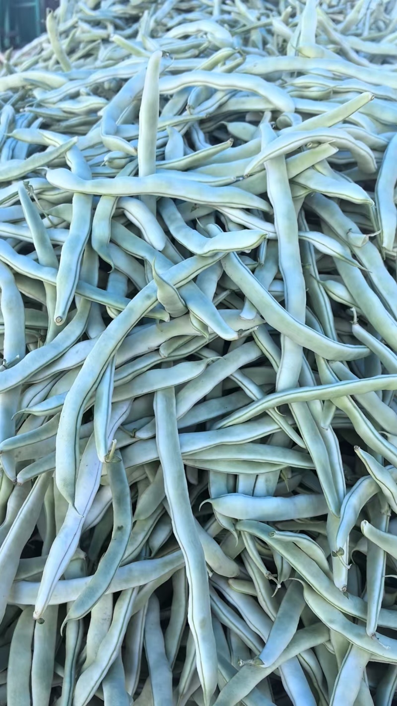 【精品】白不老芸豆大量上市价格优惠货源充足欢迎咨询