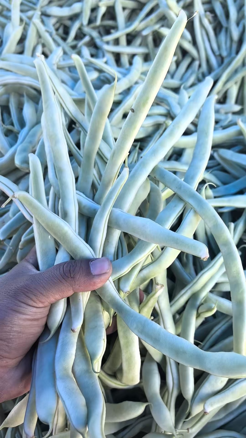 【精品】白不老芸豆大量上市价格优惠货源充足欢迎咨询