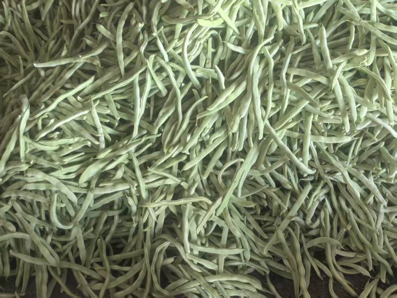 精品白不老山东芸豆现摘现发量大从优货源充足