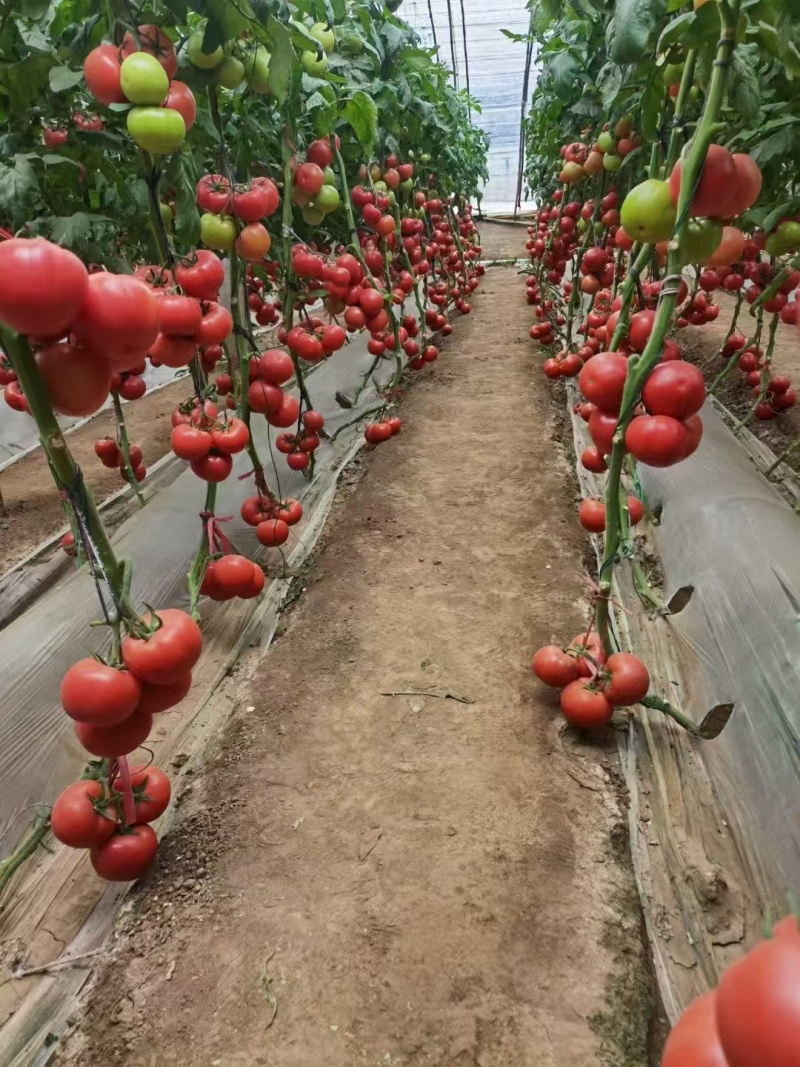 河北饶阳硬粉西红柿产地直供硬度高耐储运商超品质