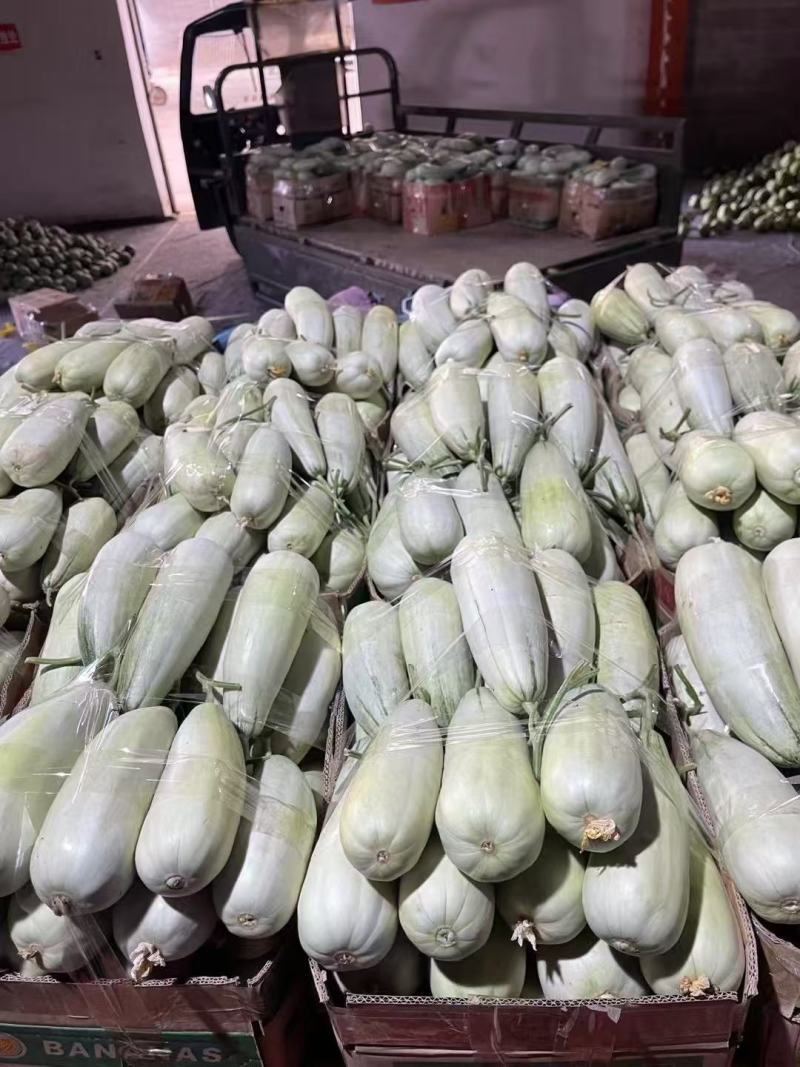 河南精品白玉甜瓜大量上市中货源充足羊角蜜博洋甜瓜发全国