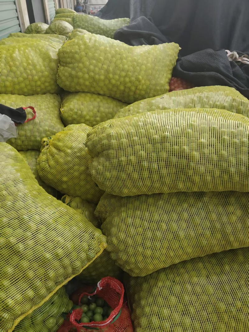 河南李子/青脆李子-工厂加工青果欢迎来电