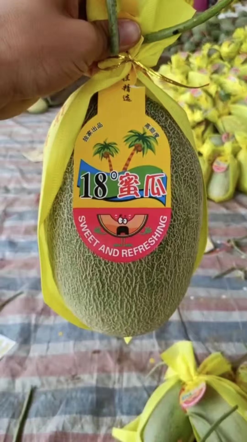 山东一手货源晓蜜25甜瓜清甜可口，量大从优，热卖中