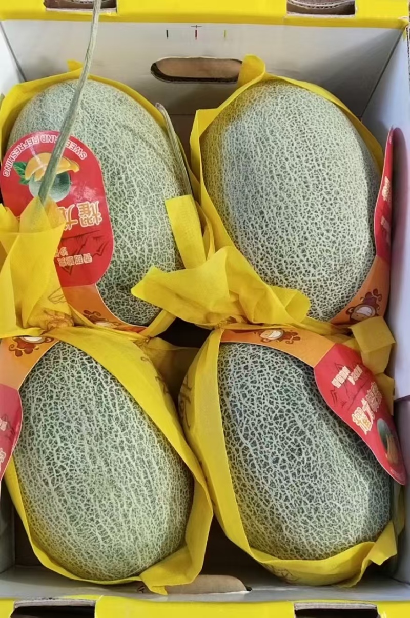 山东一手货源晓蜜25甜瓜清甜可口，量大从优，热卖中