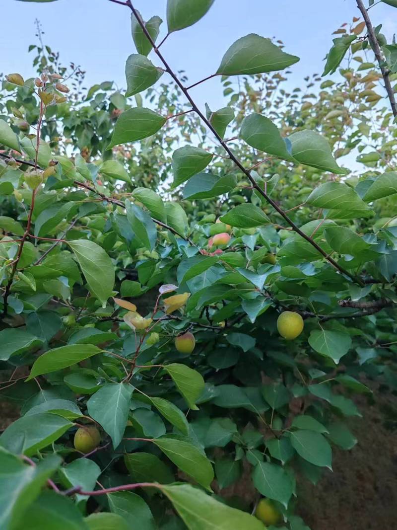 河南杏/金太阳杏/黄杏-质量保证对接商超全国发货
