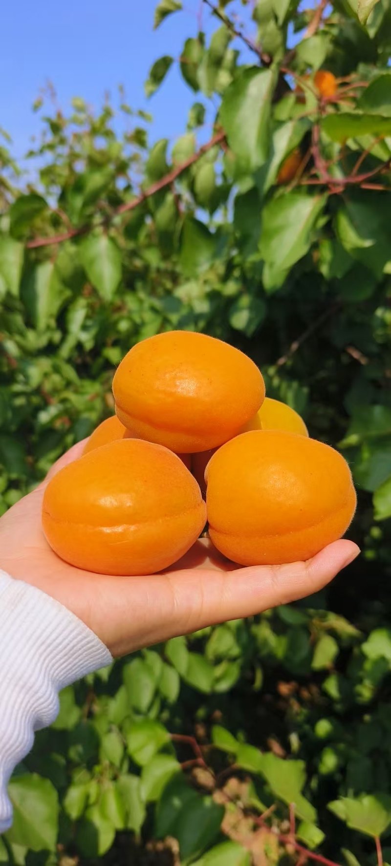 河南杏/金太阳杏/黄杏-质量保证对接商超全国发货