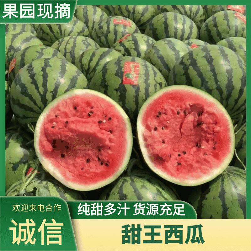 阜城县甜王西瓜。大量上市，产地直发！保质保量！