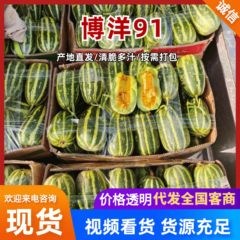 91甜瓜热卖】博洋91甜瓜，大量供货，产地直发，保质保量