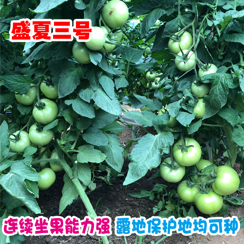 抗病毒西红柿种子大果硬粉番茄种籽耐热耐裂盛夏三号