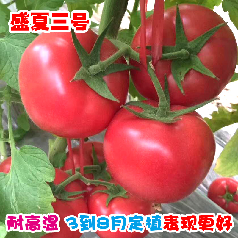 抗病毒西红柿种子大果硬粉番茄种籽耐热耐裂盛夏三号