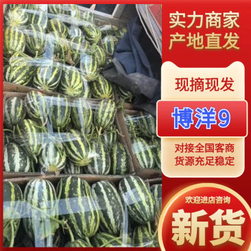 博洋9号河北甜瓜沧州甜瓜品种齐全品质好供电商市场