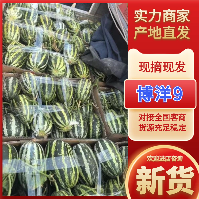 博洋9号河北甜瓜沧州甜瓜品种齐全品质好供电商市场