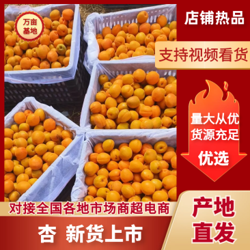 河南杏/金太阳杏/黄杏-质量保证对接商超全国发货