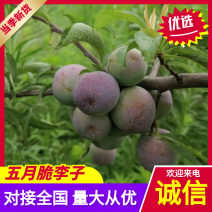 河南李子/五月脆，脆李子，对接商超全国发货